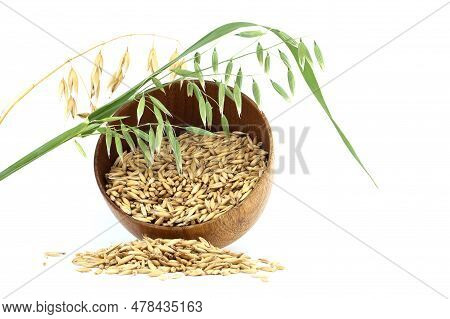 Whole Oat Grain Seeds With Hulls Or Husks Isolated On A White Background. Agriculture, Diet And Nutr