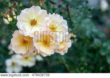 Beautiful Fresh Musk Rose. Rosa Moschata Flowers In Early Summer