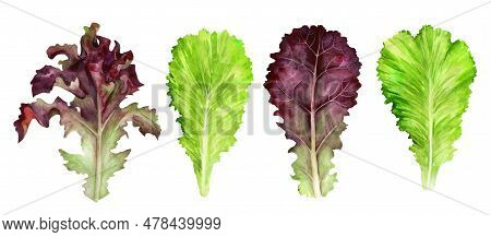 Set Of Various Fresh Leafy Vegetables Isolated On White Background. Hand Drawn Watercolor Illustrati