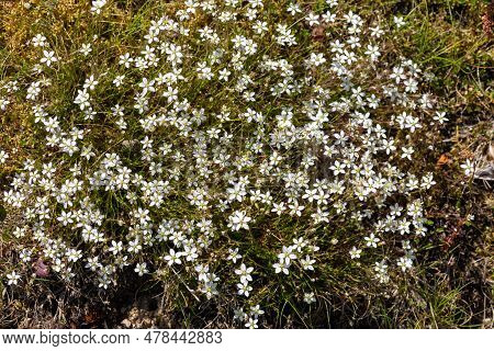 Close Up Of Leadwort (minuartia Verna) Flowers In Bloom