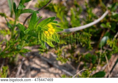 Hoary Puccoon Lithospermum Canescens Growing On A Beach And Sand