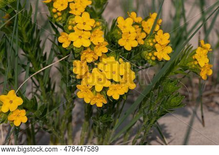 Hoary Puccoon Lithospermum Canescens Growing On A Beach And Sand