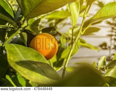 Orange Tree Branch With One Mandarin Tangerin Fruit With White House On The Background . Sunset Shin