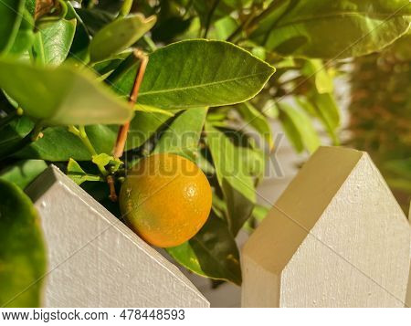 Orange Tree Branch With One Mandarin Tangerin Fruit With White House On The Background . Sunset Shin