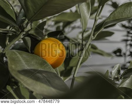Orange Tree Branch With One Mandarin Tangerin Fruit With White House On The Background . Sunset Shin