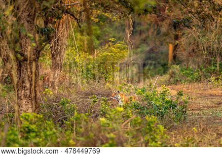 Wild Male Bengal Tiger Or Panthera Tigris Stalking His Prey Camouflage Or Blend In Grass Vegetaion I