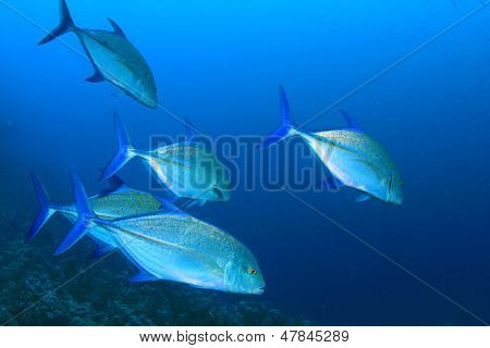 Schule der Jagd Trevally Fisch (Makrelen)