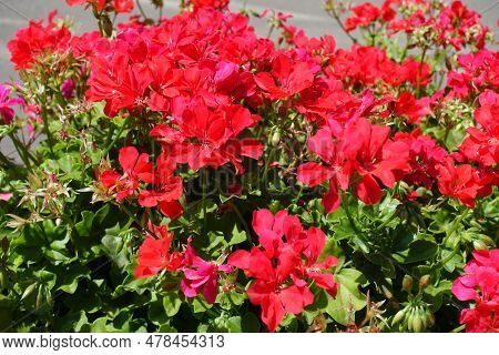 Bloom Red Ivy-leaved Image & Photo (Free Trial) | Bigstock