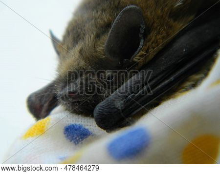 Daubenton's Bat Myotis Daubentonii, With Beautiful Black Coloured Background. Colorful Brown Bat On 
