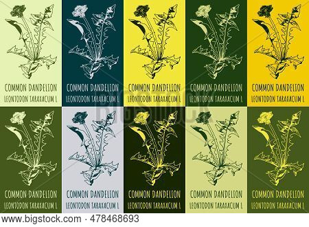 Set Of Drawing Of Common Dandelion In Various Colors. Hand Drawn Illustration. Latin Name Leontodon 