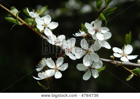 Blossom Cherry
