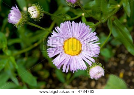 Camomiles