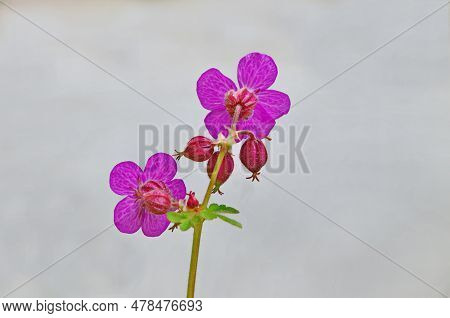Flower Of Pink Geranium Macrorosium Or Cranchebul, On White Background, Sofia, Bulgaria