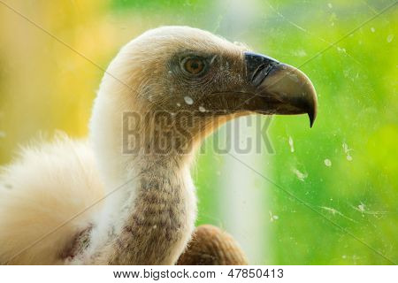 Griffon Vulture