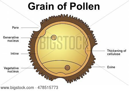 Grain Of Pollen Anatomy Isolated, 3d Rendering
