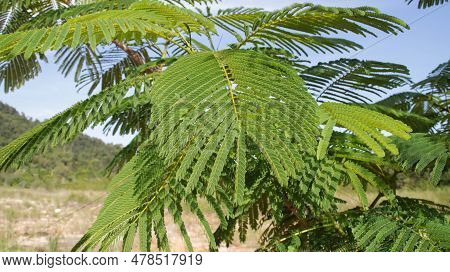 Royal Poinciana Or Delonix Regia Or Poinciana Regia Plant Branch Green Leaves.