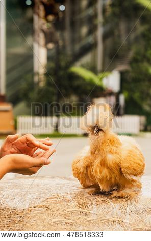 Woman Hand Feeding Brown Silky Chicken Walking In Garden