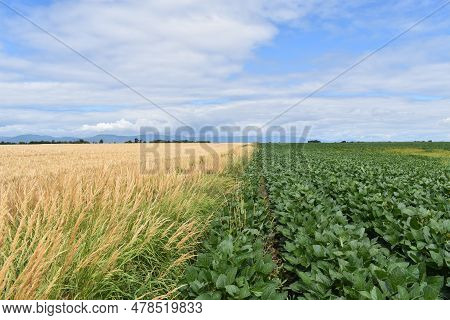 Fields Under Cultivation In Summer, Montmagny, Québec, Canada