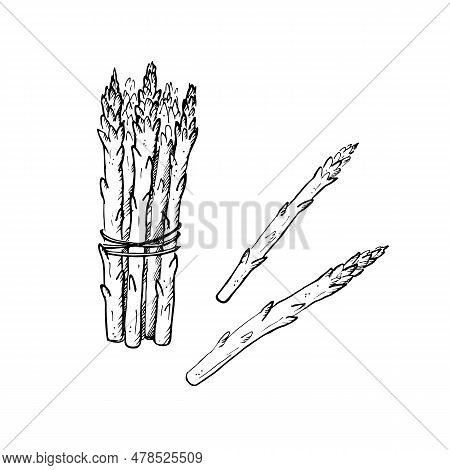 Asparagus Plant Branch Hand Drawn Vector Illustration On Isolated White Background.sketch Style Spar