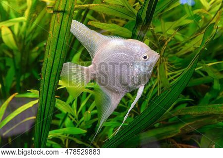 Tropical Fish Pterophyllum Scalare Altum, Angelfish Swimming In Aquarium Water Wtih Green Algae. Two