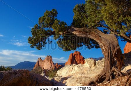 Albero