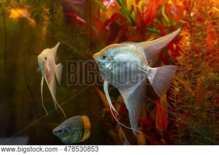 Tropical Fish Pterophyllum Scalare Altum, Angelfish Swimming In Aquarium Water Wtih Red Algae. Two W