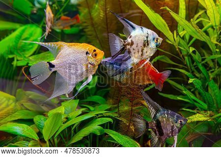 Tropical Fish Pterophyllum Scalare Altum, Angelfish Swimming In Aquarium Water Wtih Green Algae. Bro
