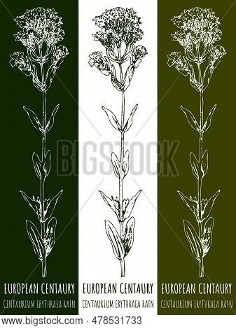 Drawings Common Centaury . Hand Drawn Illustration. Latin Name Centaurium Hill.