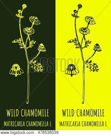 Vector Drawings Wild Chamomile . Hand Drawn Illustration. Latin Name Matricaria Chamomilla L.