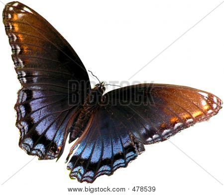 Farfalla blu e marrone