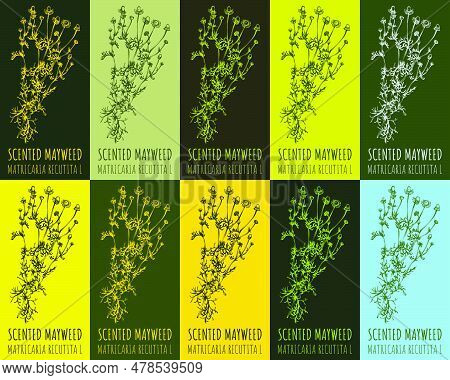 Set Of Vector Drawing Of Wild Chamomile In Various Colors. Hand Drawn Illustration. Latin Name Matri