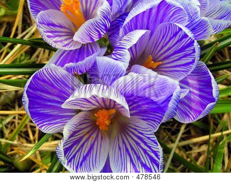 Crochi viola e bianchi