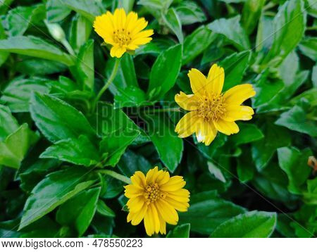 Bali Island, 25 June 2023 : Beautiful Yellow Flower With Green Leaf Background In The Garden, Indone