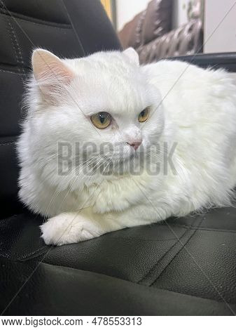 A Photography Of A White Cat Sitting On A Black Leather Chair, There Is A White Cat Sitting On A Bla