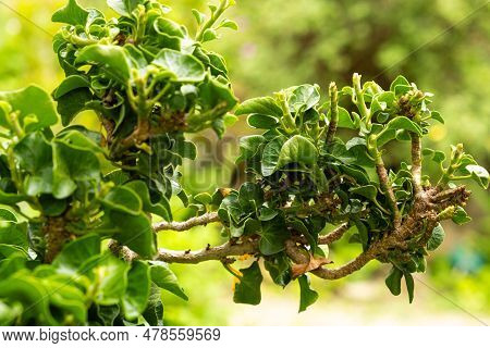 Common Ivy Hedera Helix Close-up, Family Araliaceae