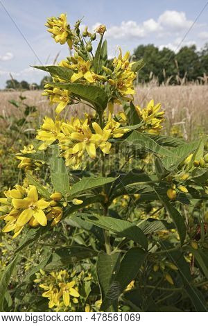 Detailed Vertical Closeup On An Rich Fowering Of Yellow Loosestrife , Lysimachia Vulgaris, In The Fi