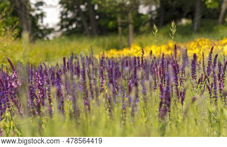 Flower Bed Of Purple Flowers (lavender!?) In Spring. City Gardens With Carefully Manicured Plants Bl
