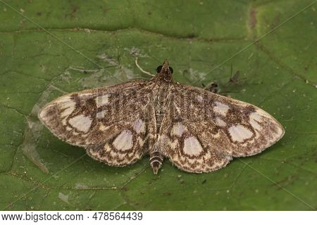 Natural Closeup On An Brown Elderberry Pearl Moth, Anania Coronata With Spread Wings