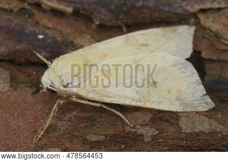 Detailed Closeup On The Sallow Moth, Xanthia Icteritia Sitting On Wood