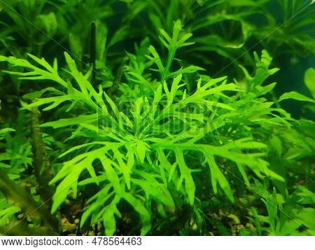Hygrofila Deformis Aquarium Hardy Plant In Aquarium