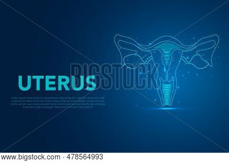 Human Organ Uterus And Ovaries Female Reproductive System, Human Anatomy Female Reproductive System.