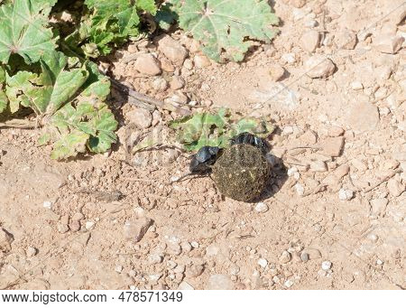 Two Dung Beetles Roll Their Round Dung On The Ground In The Nahal Amud National Natural Park In West