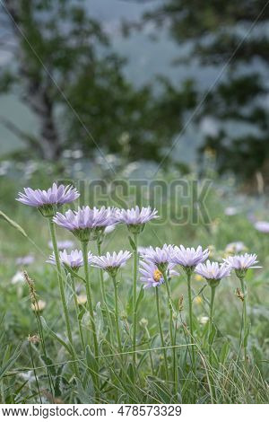 Erigeron Utahensis Is A North American Species Of Flowering Plants In The Family Compositaceae, Know