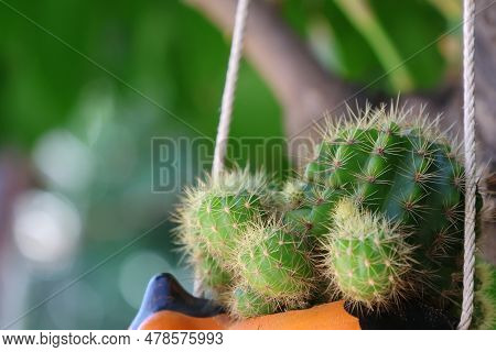 Echinopsis Calochlora Young Cactus In The Flowerpot Hanging On The Tree