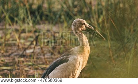 Goa, India. Close Asian Openbill Bird Or Asian Openbill Stork. Close Asian Openbill Bird Asian Openb