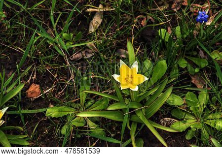 Late Tulip Lat.tulipa Tarda Is A Type Of Perennial, Bulbous, Herbaceous Plants From The Genus Tulip