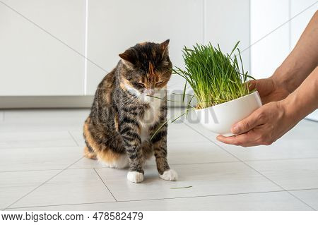 Natural Hairball Treatment For Cat. Woman Pet Owner Holding Green Grass In Bowl - Germinated Seeds O