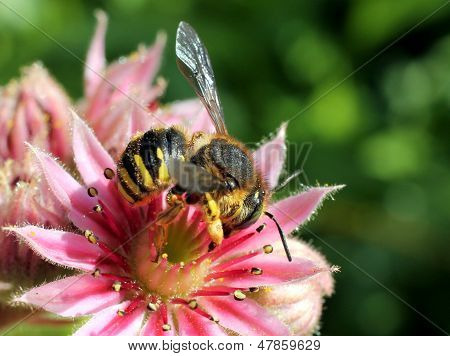 Leafcutter bi på Pink blomst