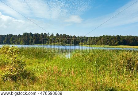 Summer Rushy Lake View With Small Grove On Opposite Shore