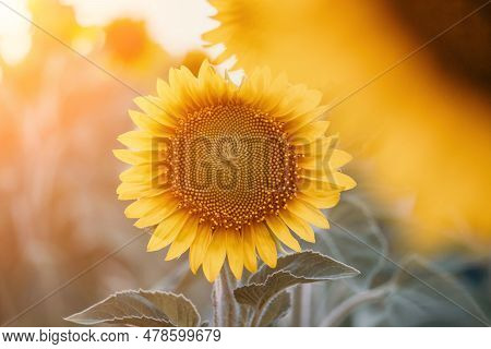 Bright Sunflower Flower: Close-up Of A Sunflower In Full Bloom, Creating A Natural Abstract Backgrou